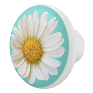 Vit Daisy blomma på ljusets baksida Knopp