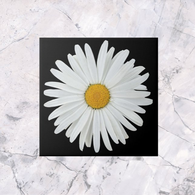 Vit Daisy blomma på svart Blommigt Kakelplatta (In Situ)