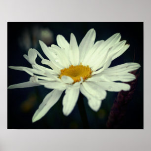 Vit Daisy blomma Poster