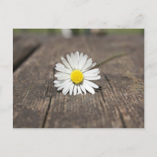Vit Daisy blomma Vykort