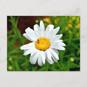 Vit Daisy blomma Vykort