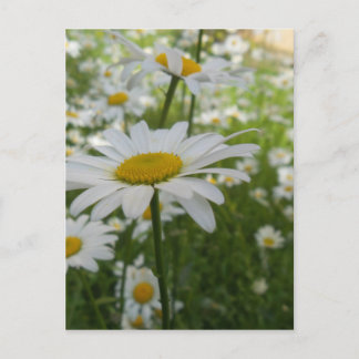 Vit Daisy blomma Vykort
