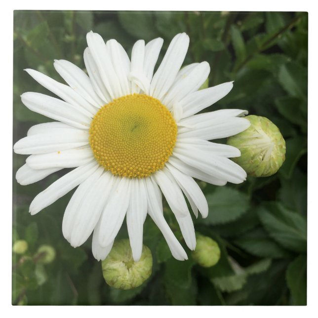 Vit Daisy Blommor, keramiskt plattor Kakelplatta (Framsidan)