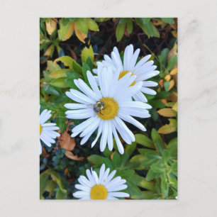 Vit Daisy Blommor med Be-vykort Vykort