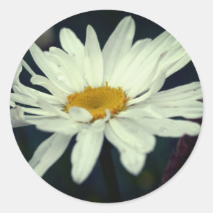 Vit Daisy Blommor Runt Klistermärke