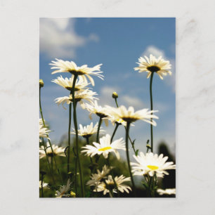 Vit Daisy Blommor vykort