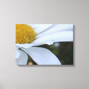 Vit Daisy Closeup Kanvastryck