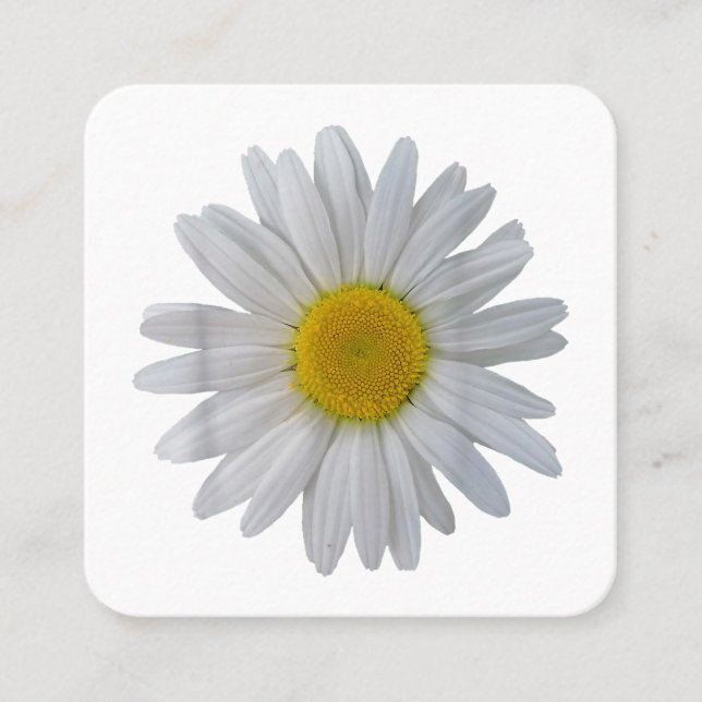 Vit daisy, daisy, blomning, blomning, blomma fyrkantigt visitkort (Framsida)