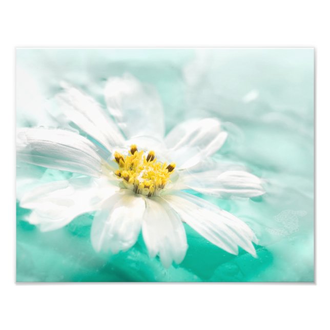 Vit Daisy Flower Blue Vatten Pond Aqua Turcos Fototryck (Framsidan)