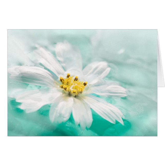 Vit Daisy Flower Blue Vatten Pond Aqua Turcos OBS Kort (Framsidan Horizontal)