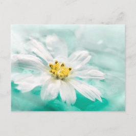 Vit Daisy Flower Blue Vatten Pond Aqua Turcos Vykort