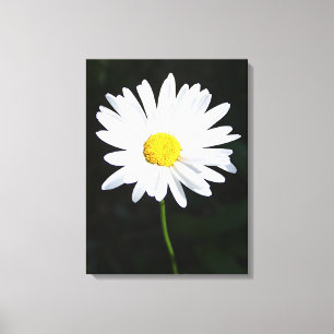 Vit Daisy Flower Kanvastryck
