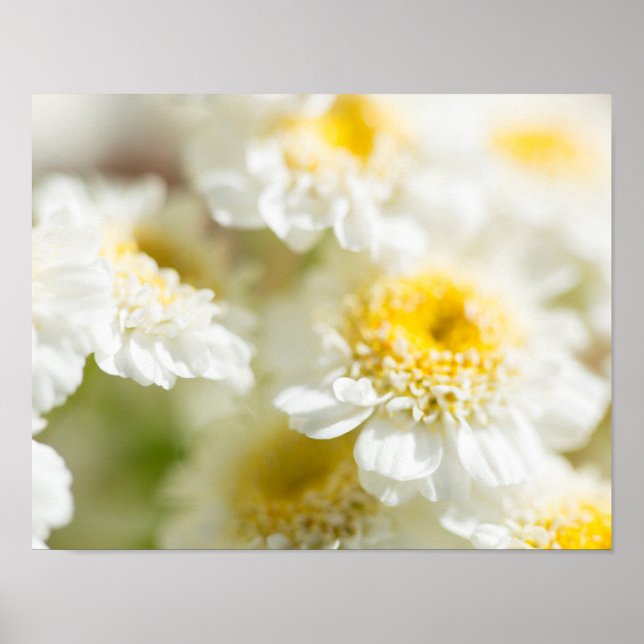 Vit Daisy Flower Photo Poster (Framsidan)