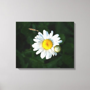 Vit Daisy Flower Photo Wrapped canvas