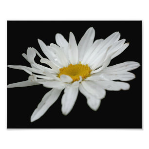 Vit Daisy Flower RainDrop 8x10 Fototryck