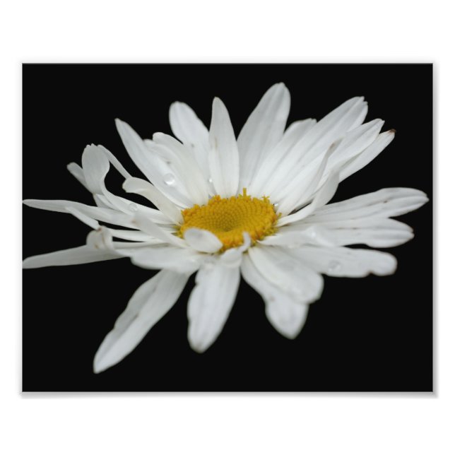 Vit Daisy Flower RainDrop 8x10 Fototryck (Framsidan)