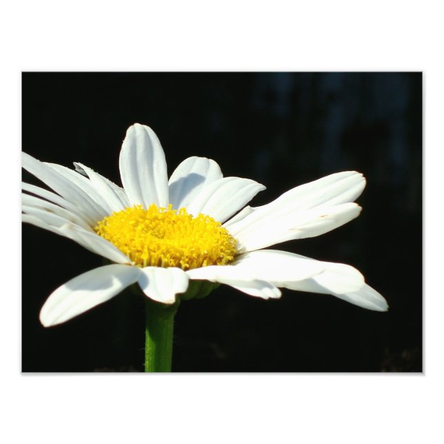 Vit Daisy Fototryck (Framsidan)