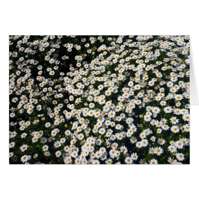 vit daisy hälsningskort (Framsidan Horizontal)