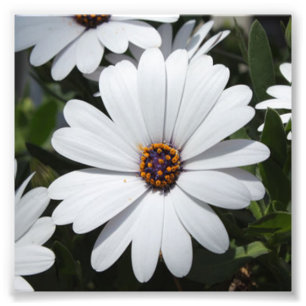 Vit Daisy i Bloom Fototryck