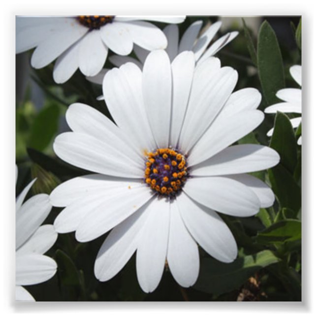 Vit Daisy i Bloom Fototryck (Framsidan)