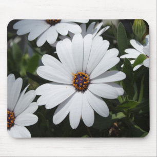 Vit Daisy i Bloom Musmatta