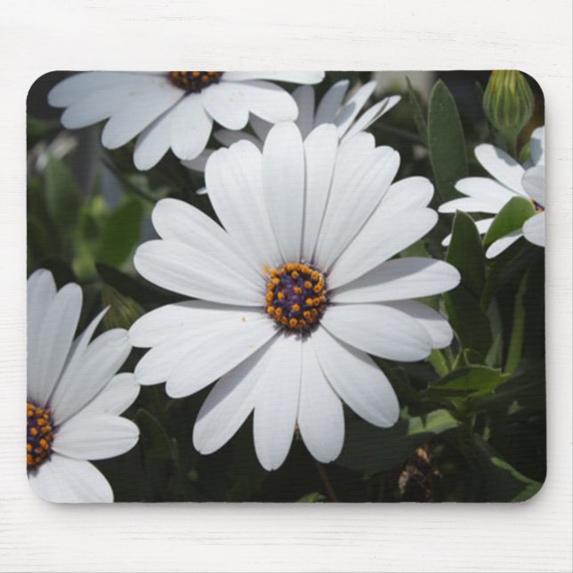Vit Daisy i Bloom Musmatta (Framsidan)