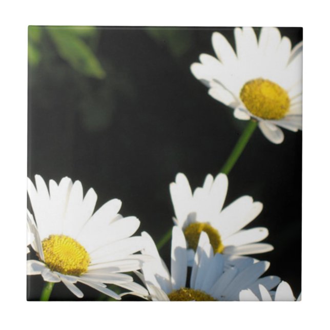 Vit Daisy Kakelplatta (Framsidan)