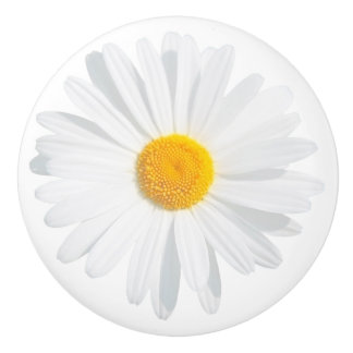 vit daisy knopp