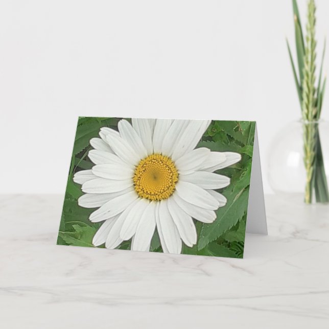 Vit Daisy Kort (Framsida)