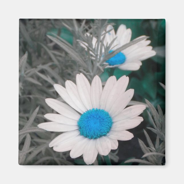 Vit Daisy (med turkos) Magnet (Framsidan)