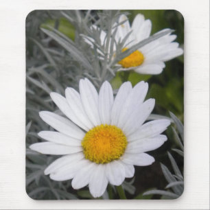 Vit Daisy-musknapp Musmatta