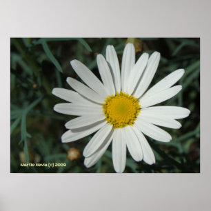Vit Daisy Poster