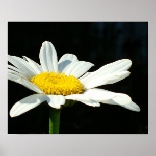 Vit Daisy Poster