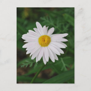 Vit Daisy Vild efter kort - blomma