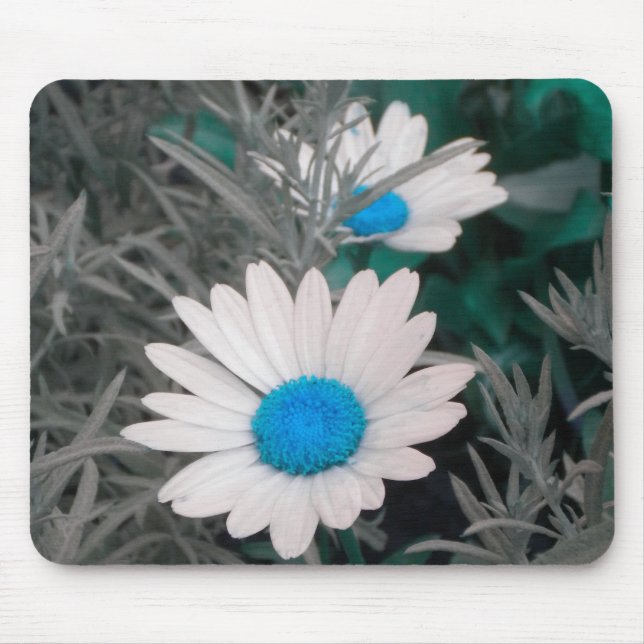 Vit Daisy (w Blue) Musmatta (Framsidan)