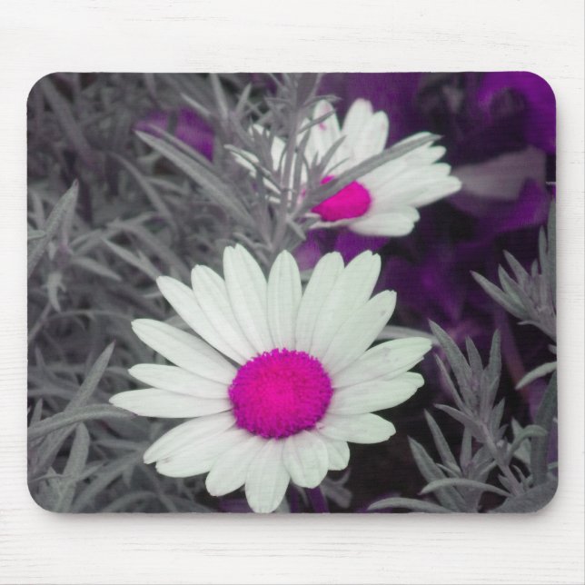 Vit Daisy (w Rosa) munsepad Musmatta (Framsidan)