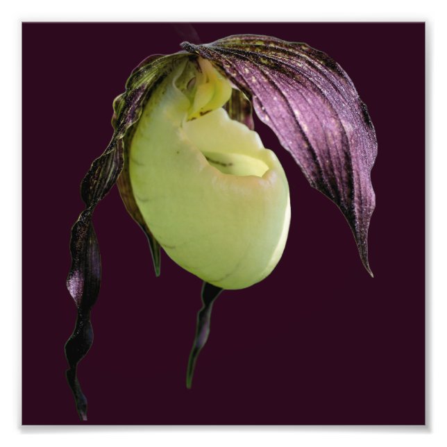 Vit Dam-haltig, orchid-blomma 8x8 Fototryck (Framsidan)