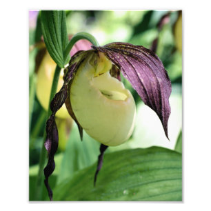 Vit Dam-haltig, orchid-blomma Fototryck