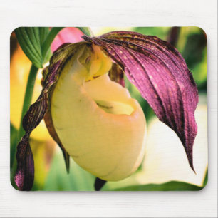 Vit Dam-haltig, orchid-blomma Musmatta