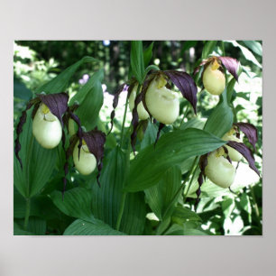 Vit Dam-haltig, orchid-blomma Poster