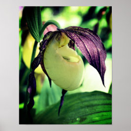Vit Dam-haltig, orchid-blomma Poster