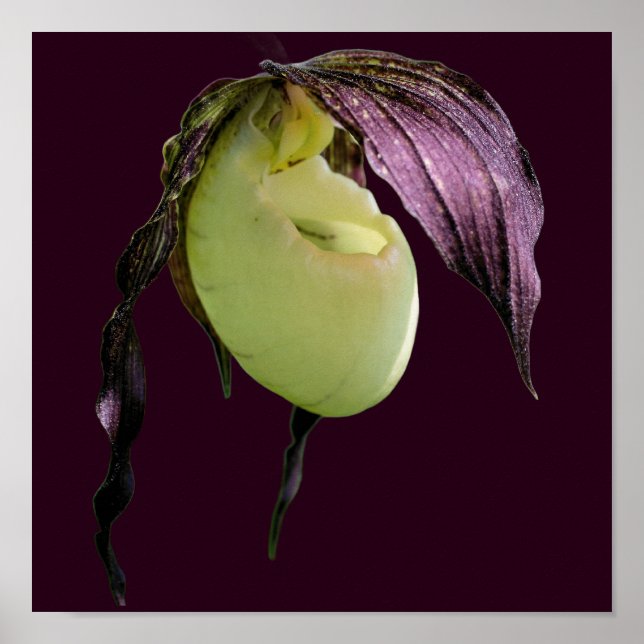 Vit Dam-haltig, orchid-blomma Poster (Framsidan)