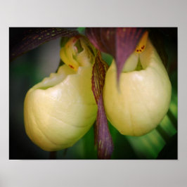 Vit Dam-haltig, orchid-blomma Poster