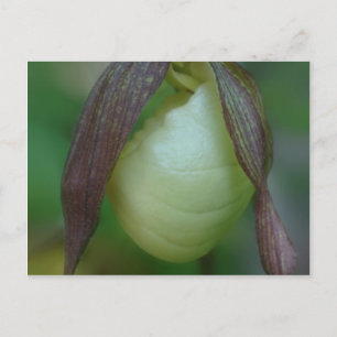 Vit Dam-haltig, orchid-blomma Vykort