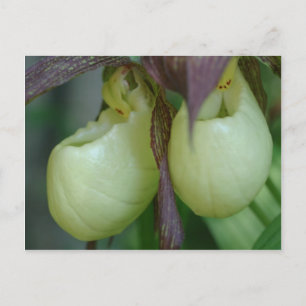 Vit Dam-haltig, orchid-parair Flower Vykort