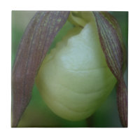 Vit Dam-sladd, orchid-blomma