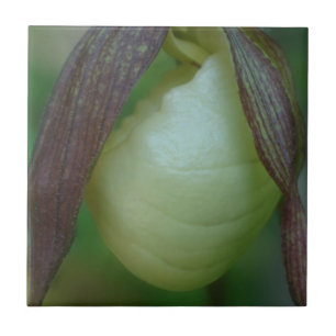 Vit Dam-sladd, orchid-blomma Kakelplatta