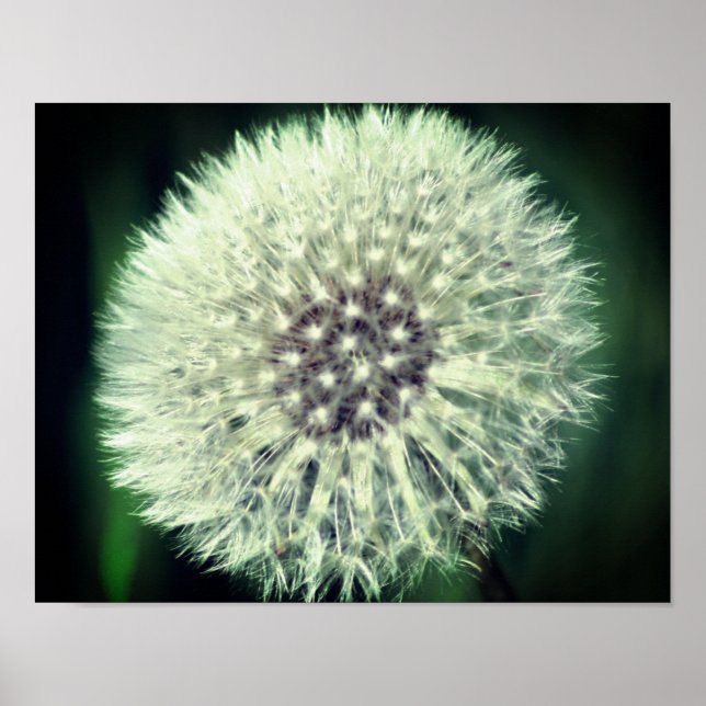Vit Dandelion Fluff Close Up Poster (Framsidan)
