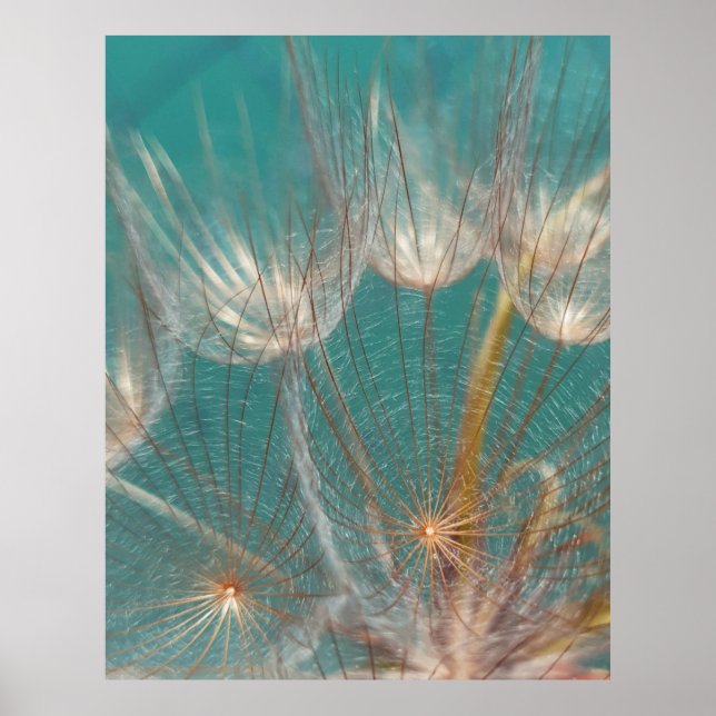 Vit dandelion i nära fotografi poster (Framsidan)