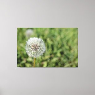 Vit dandelionblomma på grönt gräs canvastryck
